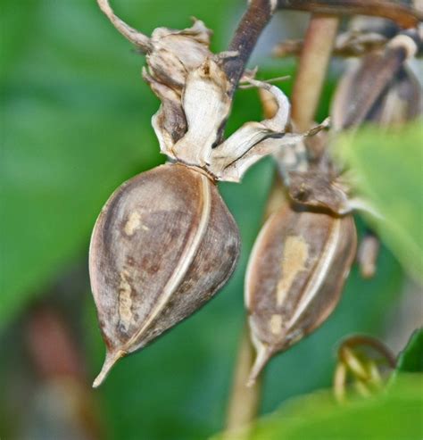 how to nick moonflower seeds